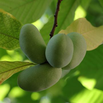 Asimina triloba Shenandoah - Pawpaw