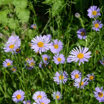 Aster novi-belgii Wood's Purple - New York Aster