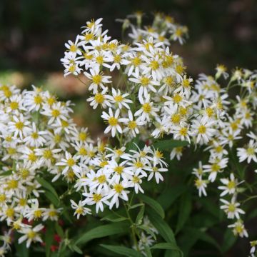 Aster umbellatus Weisser Schirm