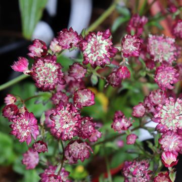 Astrantia Moulin Rouge