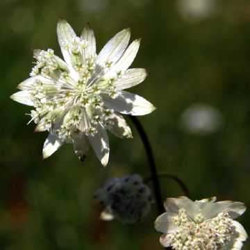 Astrantia bavarica - Masterwort