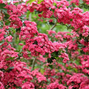 Crataegus laevigata Pauls Scarlet - Hawthorn