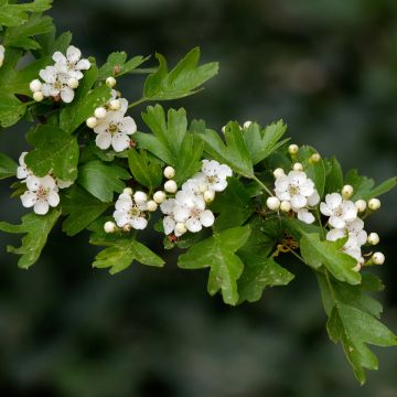 Crataegus monogyna Xanthocarpa