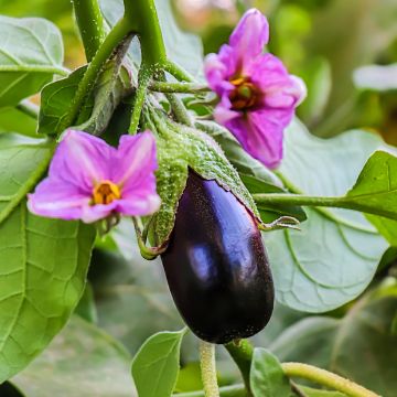 Aubergine Black Beauty - Oeuf végétal