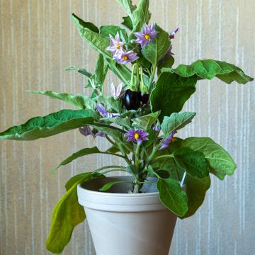 Aubergine Ophelia F1 en plants