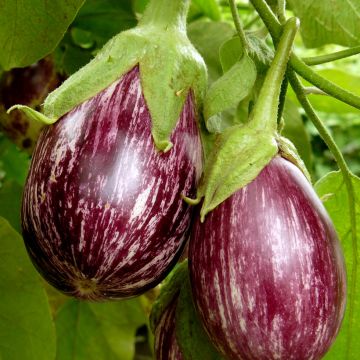 Aubergine Pinstripe - Solanum melongea