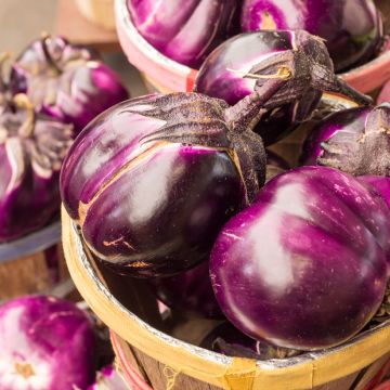 Aubergine Rotonda Bianca Sfumata Di Rosa AB - Ferme de Ste Marthe