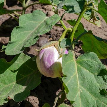 Aubergine Rotonda Bianca di Sfumata - Eggplant