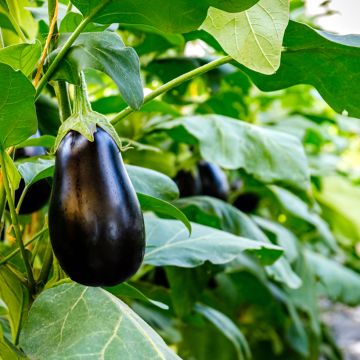 Aubergine Sultane F1 - Solanum melongena 