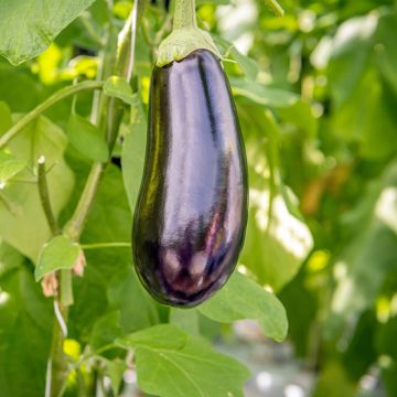 Aubergine Sultane grafted plants