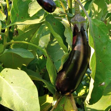 Aubergine de Barbentane - Vilmorin