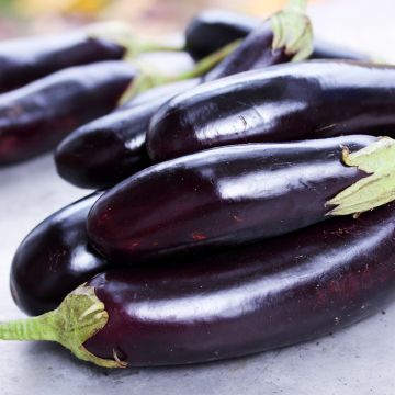 Aubergine Violette longue de Barbentane