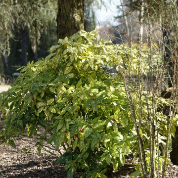 Aucuba japonica Crotonifolia- Spotted Laurel