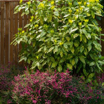 Aucuba japonica Variegata- Spotted Laurel