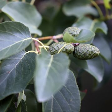 Alnus cordata - Italian Alder