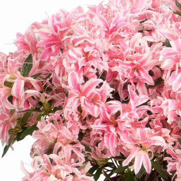 Rhododendron Pink Spider - Japanese Azalea