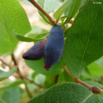 Lonicera caerulea var. kamtschatica Altaj - May Berry