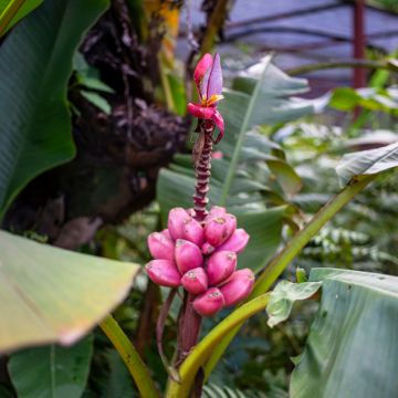 Musa velutina - Banana