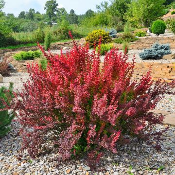 Berberis thunbergii Red Rocket - Barberry