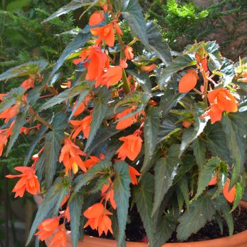 Begonia boliviensis Summerwings Orange Innbolora