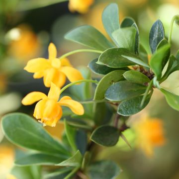 Berberis buxifolia Nana