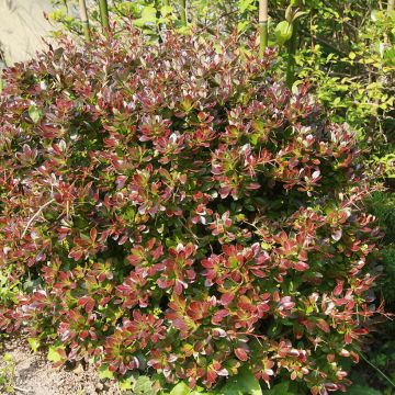 Berberis x media Red Jewel - Barberry