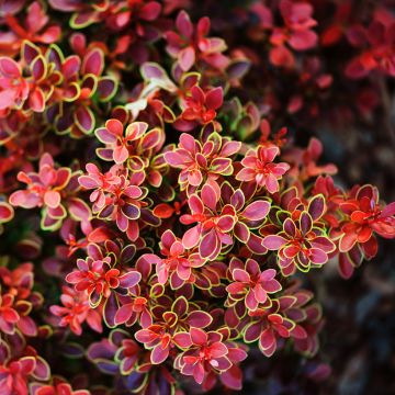 Berberis thunbergii Admiration®