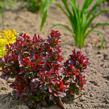 Berberis thunbergii Atropurpurea Nana - Epine-vinette pourpre naine