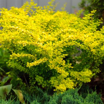 Berberis thunbergii Aurea - Japanese Barberry