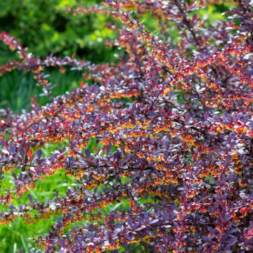 Berberis thunbergii Concorde - Épine-vinette