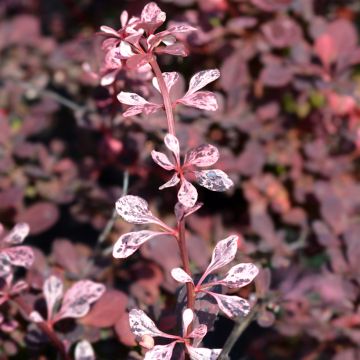 Berberis thunbergii Harlequin - Barberry