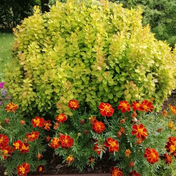 Berberis thunbergii Maria - Barberry