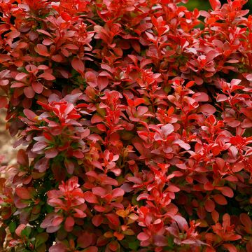 Berberis thunbergii Orange Rocket - Barberry