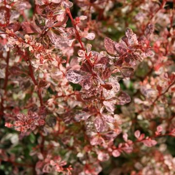 Berberis thunbergii Rosy Glow (Rose Glow)