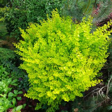 Berberis thunbergii Yellow Tower