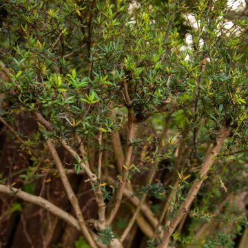 Berberis x stenophylla - Barberry