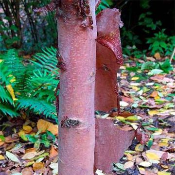 Betula albosinensis Blason Minrouge - Chinese Red Birch