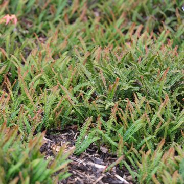 Blechnum penna-marina - Alpine Water Fern