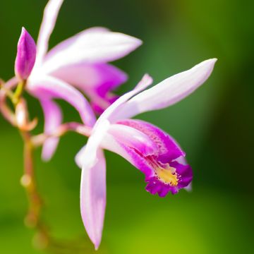 Bletilla Penway Paris - Hyacinth orchid