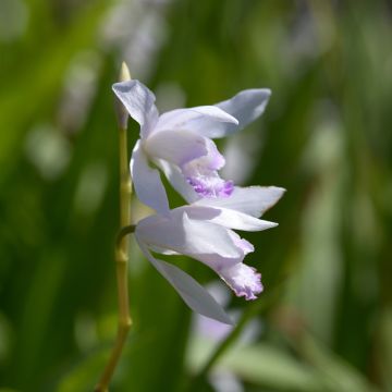 Bletilla striata Kuchi-beni - Hyacinth orchid