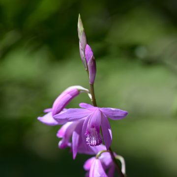 Bletilla striata - Hyacinth Orchid