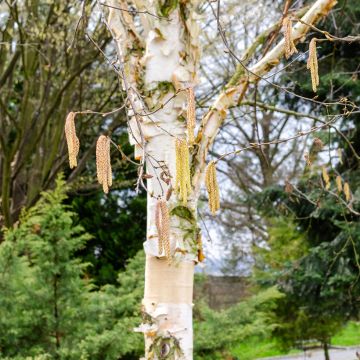 Betula albosinensis Fascination