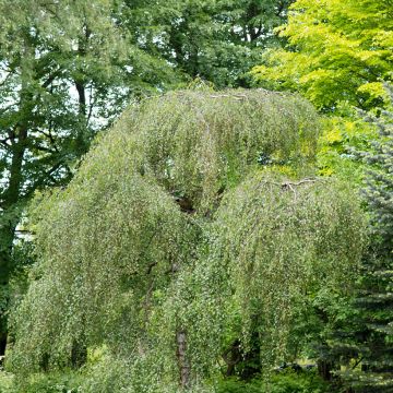 Betula pendula Youngii - Birch