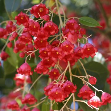 Brachychiton acerifolius