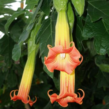 Brugmansia sanguinea - Red Angel's Trumpet