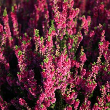 Calluna vulgaris Dark Beauty - Heather