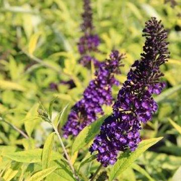 Buddleia Magda's Gold Knight - Butterfly Bush