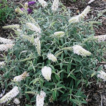 Buddleia davidii White Ball - Buddléia de David à fleurs blanches