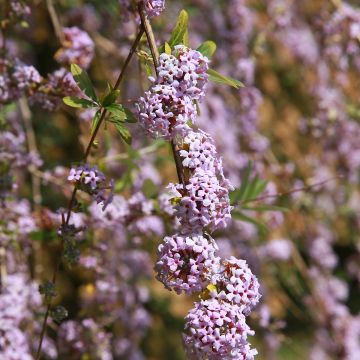 Buddleja alternifolia 