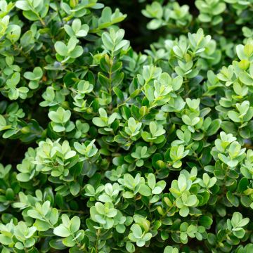 Buxus microphylla Faulkner - Boxwood